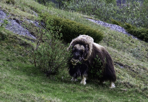 bœuf musqué, Ovibos moschatus 