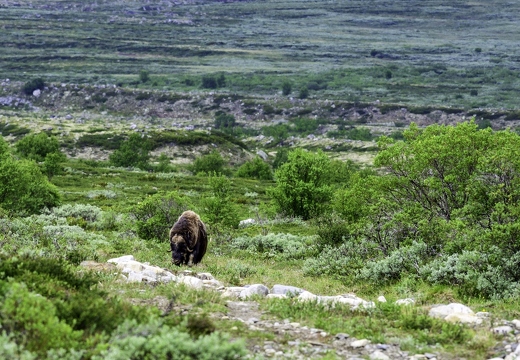 bœuf musqué, Ovibos moschatus 