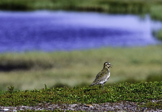 Pluvier doré, Pluvialis apricaria, European Golden Plover