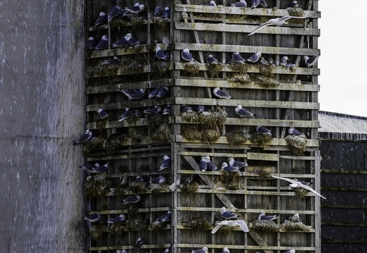 Mouette tridactyle, Rissa tridactyla, Black-legged Kittiwake