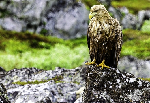 Pygargue à queue blanche, Haliaeetus albicilla, White-tailed Eagle