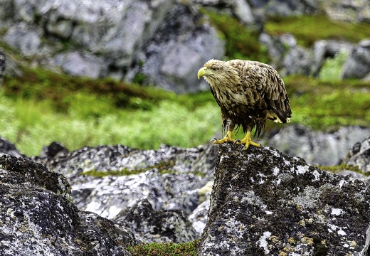 Pygargue à queue blanche, Haliaeetus albicilla, White-tailed Eagle
