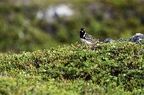 Bruant lapon mâle ou Plectrophane lapon, Calcarius lapponicus, Lapland Longspur