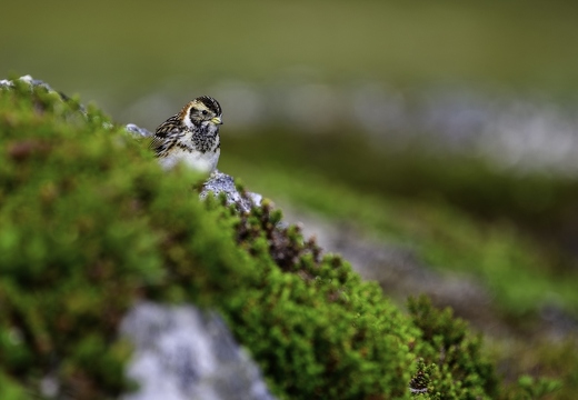 Bruant lapon femelle ou Plectrophane lapon, Calcarius lapponicus, Lapland Longspur