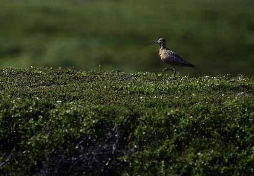 Barge rousse, Limosa lapponica, Bar-tailed Godwit