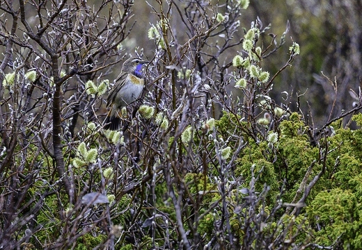 Gorgebleue à miroir, Luscinia svecica, Bluethroat