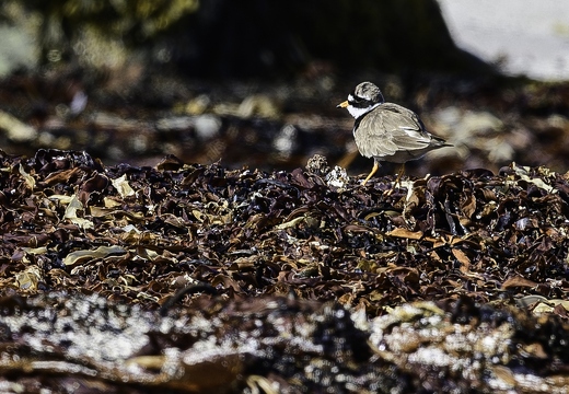 Grand Gravelot ou Pluvier grand-gravelot, Charadrius hiaticula, Common Ringed Plover