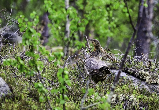 Grand Tétras femelle, Tetrao urogallus, Western Capercaillie