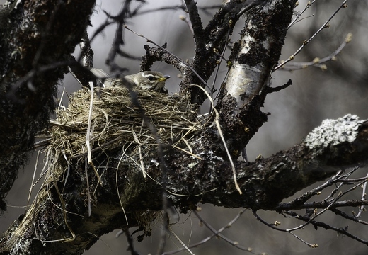 Grive mauvis, Turdus iliacus, Redwing