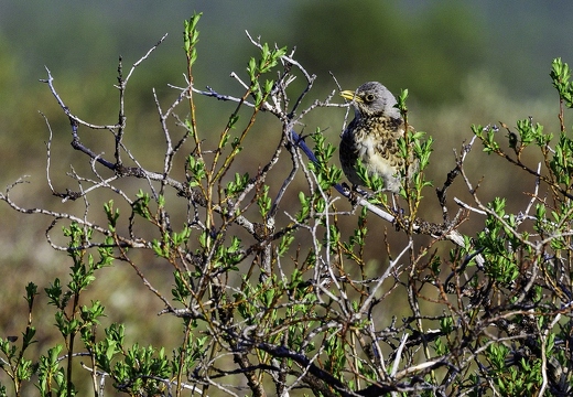 Grive litorne, Turdus pilaris, Fieldfare