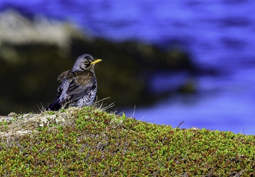 Grive litorne, Turdus pilaris, Fieldfare
