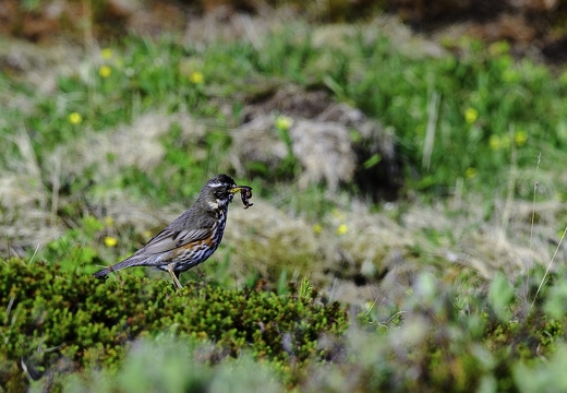 Grive mauvis, Turdus iliacus, Redwing