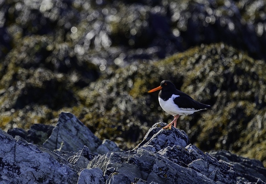 Huîtrier pie, Haematopus ostralegus, Eurasian Oystercatcher