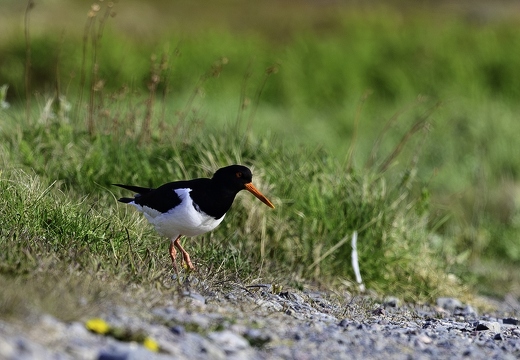 Huîtrier pie, Haematopus ostralegus, Eurasian Oystercatcher