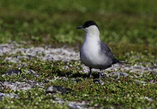 Labbe à longue queue, Stercorarius longicaudus, Long-tailed Jaeger