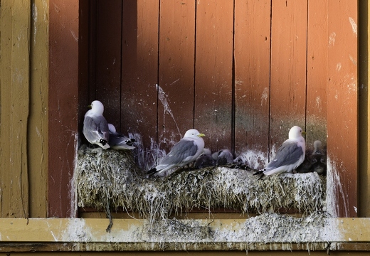 Mouette tridactyle, Rissa tridactyla, Black-legged Kittiwake