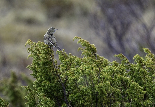 Pipit Farlouse, Anthus pratensis, Meadow Pipit