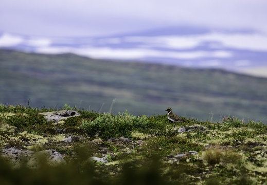 Pluvier doré, Pluvialis apricaria, European Golden Plover
