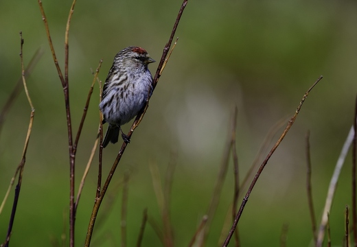 Sizerin flammé, Acanthis flammea, Common Redpoll
