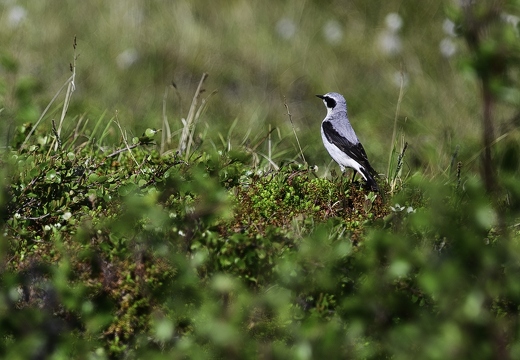 Traquet motteux, Oenanthe oenanthe, Northern Wheatear