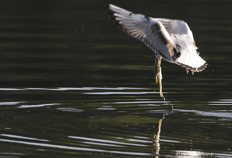 Mouette rieuse, Chroicocephalus ridibundus, Black-headed Gull _DSC6681.jpg